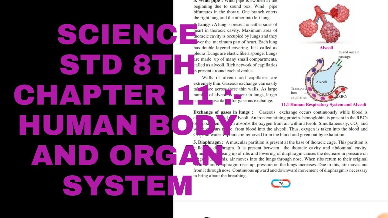 SCIENCE | STD 8TH | CHAPTER 11 :- HUMAN BODY AND ORGAN SYSTEM - YouTube