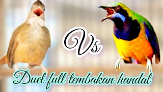 🔴cungkok vs kapas tembak tembakan suara jernih masteran murai batu, cendet, cucak ijo, poci