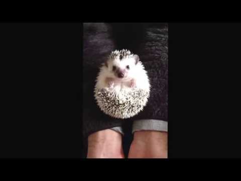 起き上がれないピノ