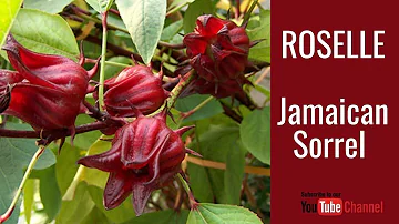 How do you grow Jamaican sorrel?