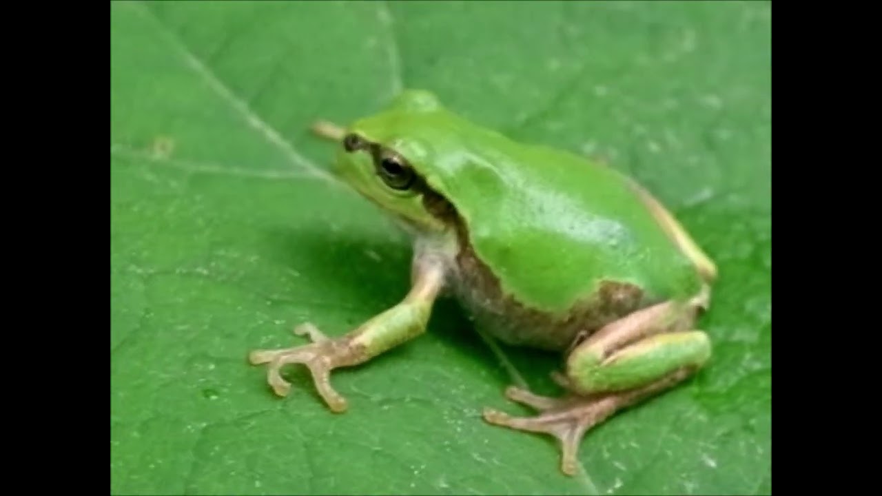 🐸Dryophytes japonicus /日本雨蛙（ニホンアマガエル）/ Japanese