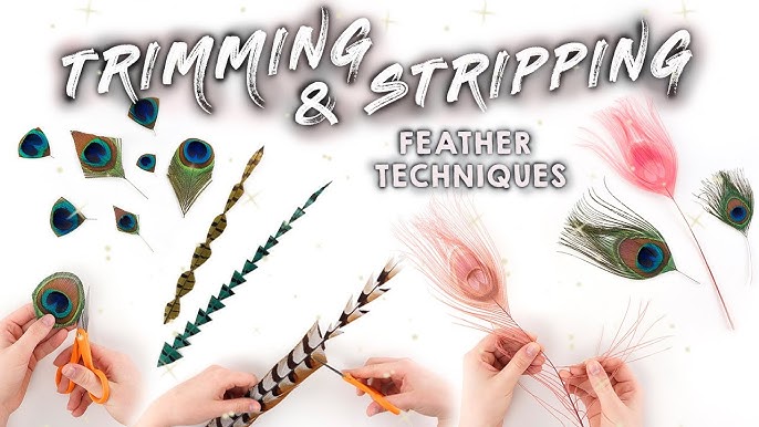 HOW TO REVIVE/FLUFF OSTRICH FEATHERS – Schuman Feathers