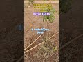 #warangal highway open plots #kolanupaka open plots for sale