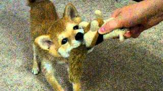 Shiba Inu Scout plays with her chipmunk! by rnehiebert 2,488 views 13 years ago 1 minute, 28 seconds