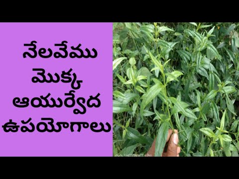 పచ చ మ ర చ మ క కన ప ల ఉ డ ఈ న లవ మ మ క క య క క ఆయ ర వ ద ఉపయ గ ల Nelavemu