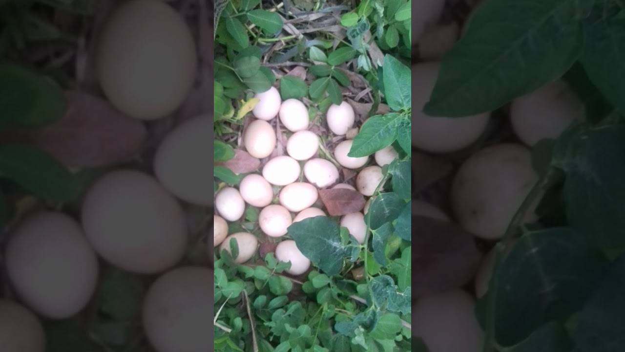 Wild chicken eggs YouTube
