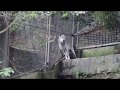 可愛すぎるアオイちゃん