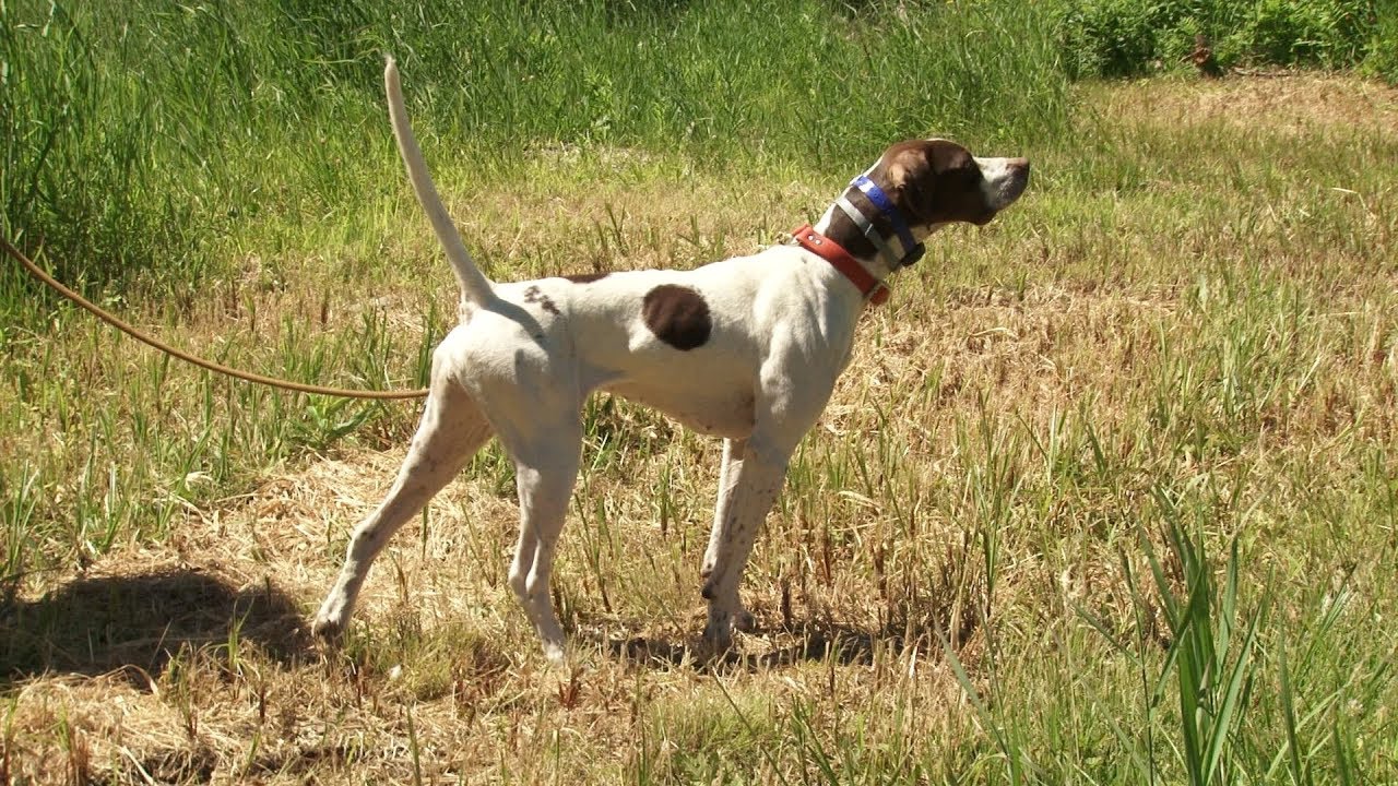 wild apple kennels