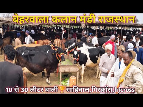 💥बेहरवाला कलान पशु मंडी 💥जर्सी, hf, gircross गाय, साहिवाल गाय 🏆 सस्ती और बड़ी मंडी #cow #farming 