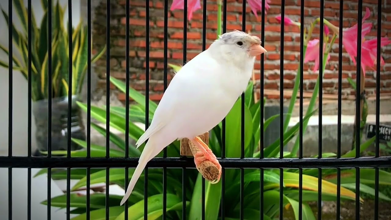 Most Spectacular Video Training‼️ Make Your Canary Singing Like Champion🐦