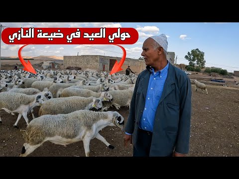 انطلاق بيع أضحية العيد في ضيعة الحاج الميلودي النازي احجام و جودة عالية فالقطيع 
