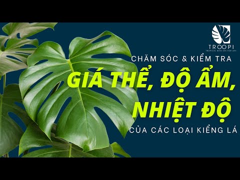 Video: Cấy Cây Diếp Philodendron - Cách Và Khi Nào Thay Cây Philodendron