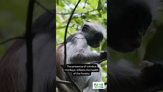 Wild and wonderful wildlife: the punk rock colobus monkeys are under threat. #wildlife #monkey