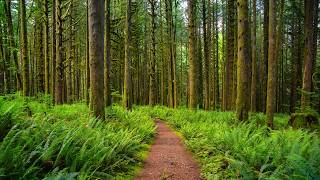 كندا البرية بدقة 4Kغابات هادئة، شلالات، ومناظر ساحلية (موسيقى هادئة) screenshot 2