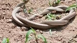 snake love scene || सर्पले पनि यसरी माया प्रीति यसरी साट्दारहेछ्न