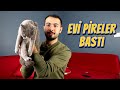 KEDİM PİRELENDİ EVİ PİRE BASTI 😱 (Kedi Pirelenmesine Çözüm Ense Damlası Nasıl Uygulanır?