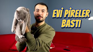 KEDİM PİRELENDİ EVİ PİRE BASTI  (Kedi Pirelenmesine Çözüm Ense Damlası Nasıl Uygulanır?