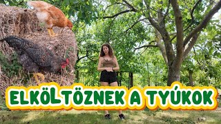 Elköltöznek a tyúkok ?😱🐥 