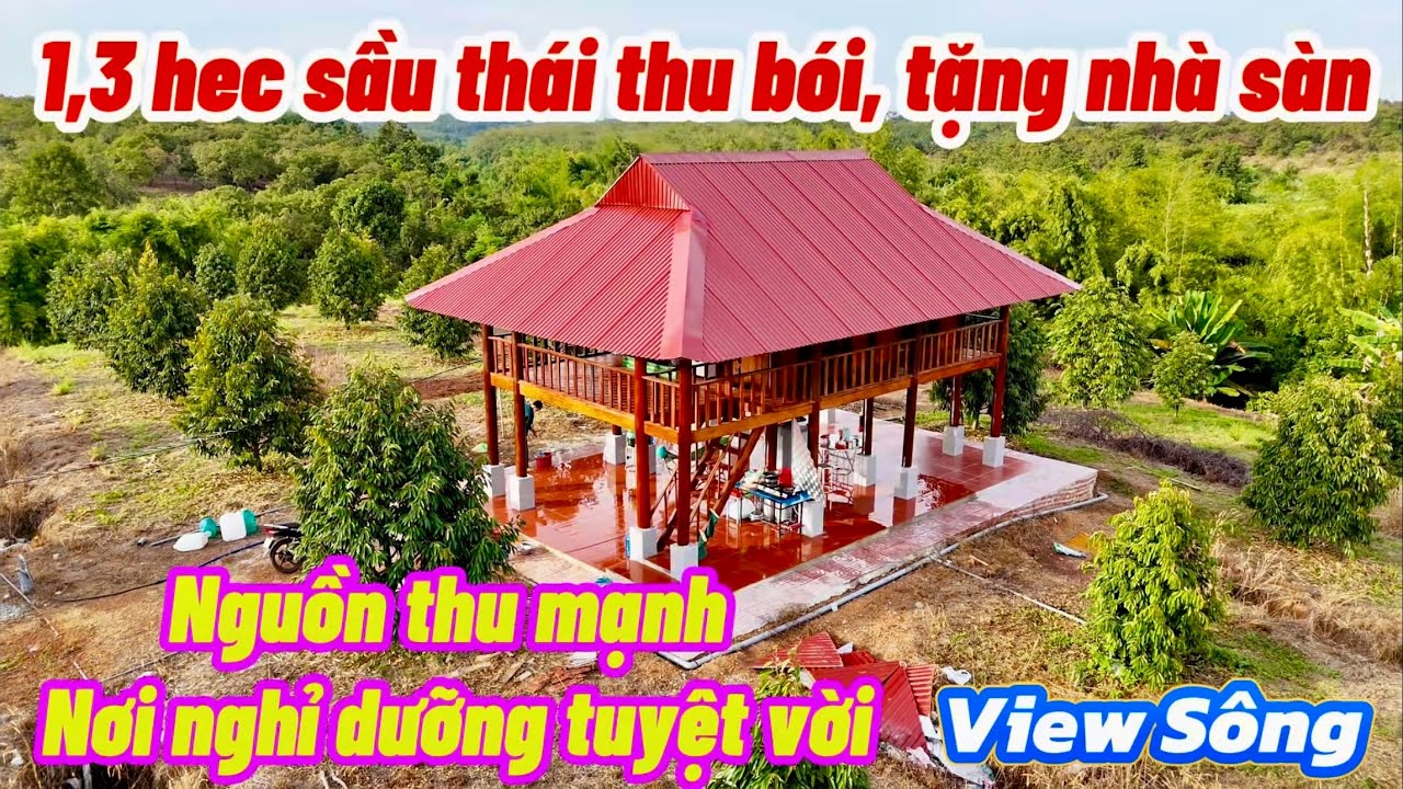 Tặng nhà sàn 300tr. Vườn sầu riêng thái thu bói, View Sông. Nguồn thu mạnh, nơi nghỉ dưỡng đẹp. 3,2T