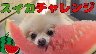 オーダーページ　ポメラニアン スイカ　3/31 mqdefault.jpg