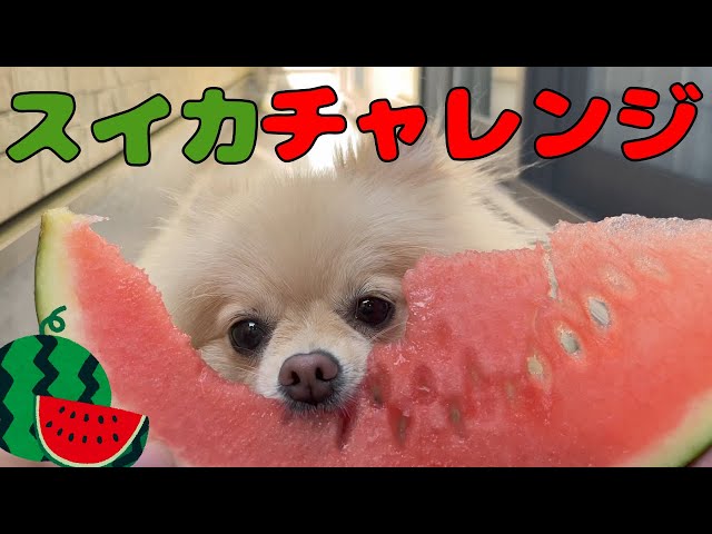 オーダーページ　ポメラニアン スイカ　3/31 sddefault.jpg