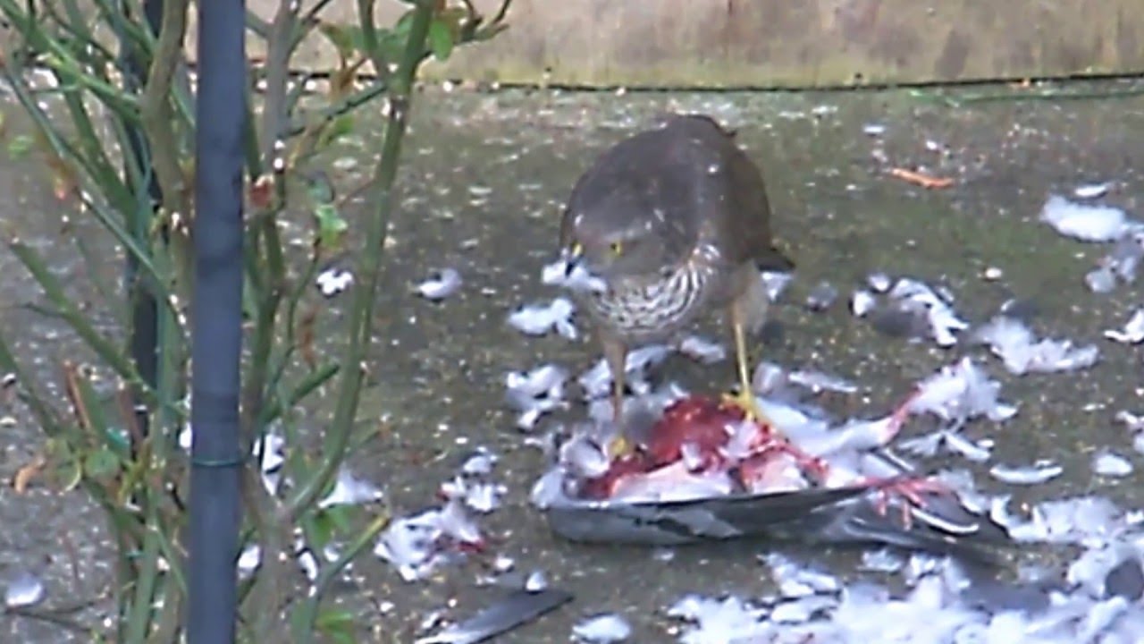 Sparrowhawk Plucks And Eats A Pigeon Alive?