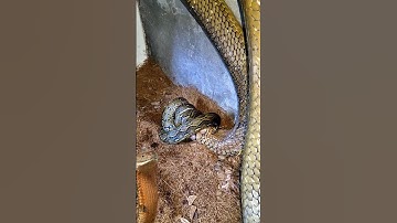 Python X king cobra