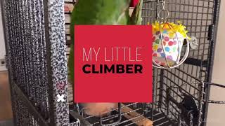 Climbing Around - My Mitred Conure