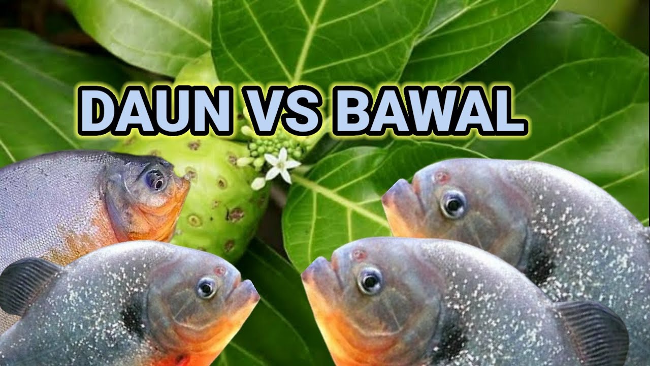 ULETNYA NGGAK ADA DAUNYA PUN JADI BEGINI CARANYA