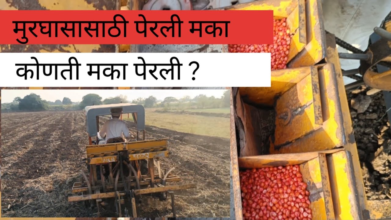 Part 1. मुरघासासाठी पेरली मका konti makachi variety lavli? Vlog 9.......