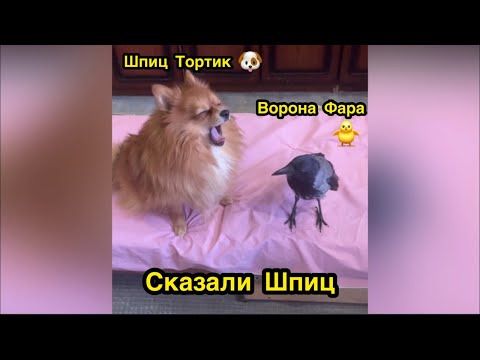 Ворона Фара и шпиц Тортик дома