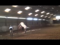 Appaloosa Stallion mating / covering a Irish sports horse mare