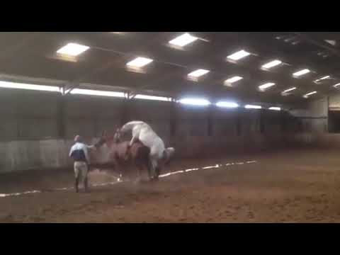 Appaloosa Stallion mating  covering a Irish sports horse mare