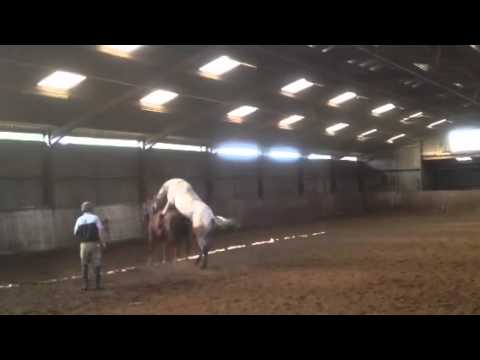 Video: Breton Horse