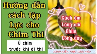 Hướng dẫn tập Lực chim Thi, ôm lông với chim lông dày, ủ chim Thi