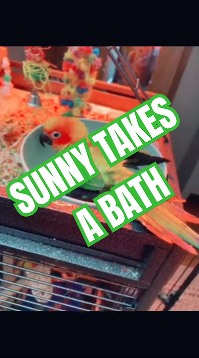 Sunny’s Bowl Bath Adventure! #Conure #BathTime