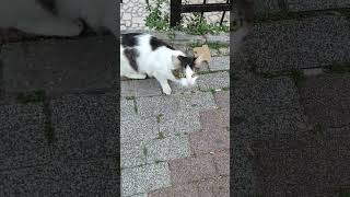 Bak Bu Benim Arkadaşım Köstebek Diğeride Tavuk