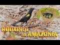 ROUXINOL DA AMAZÔNIA - ALIMENTANDO OS FILHOTES