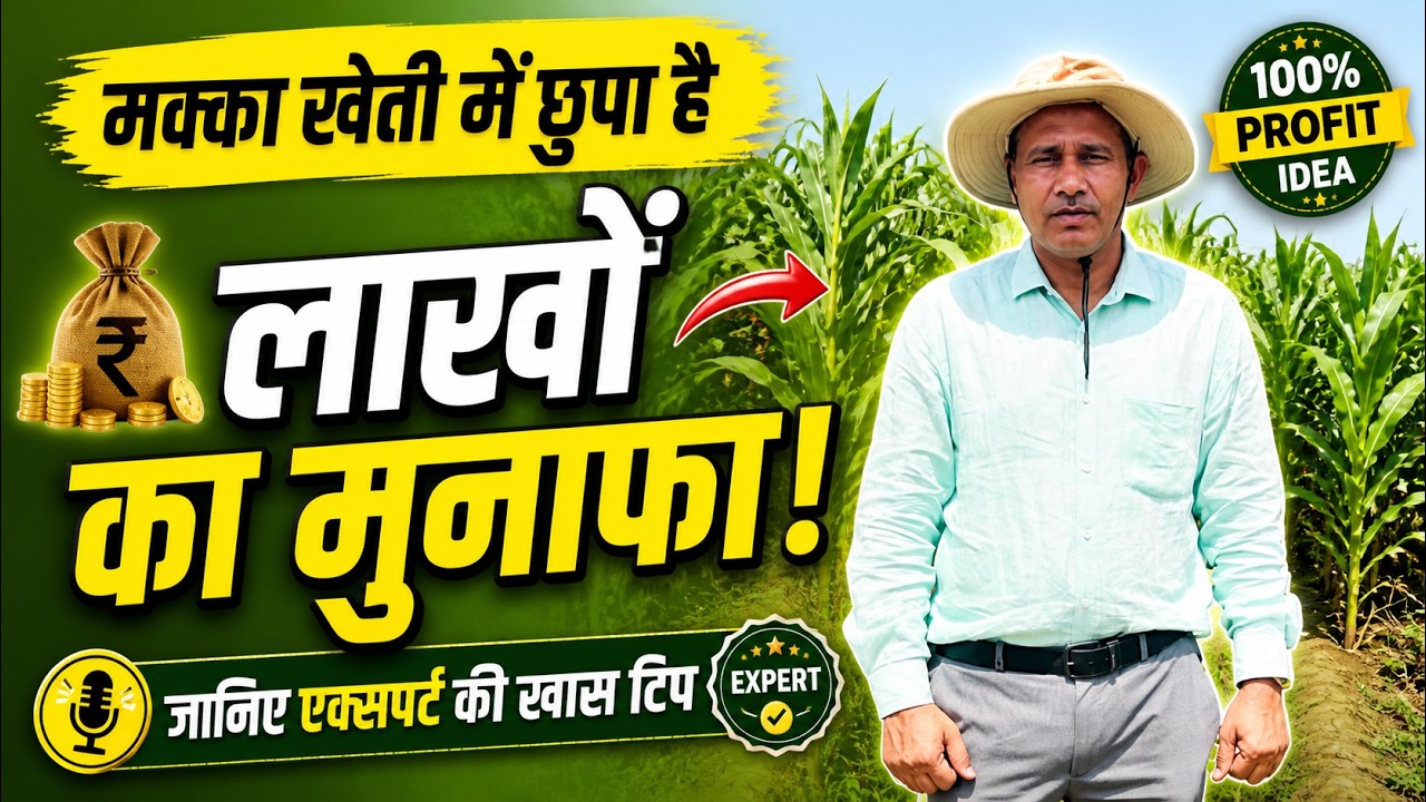 डॉ. एस.एल.जाट की एक सलाह, किसानों को मक्का की खेती में बड़ा मुनाफा