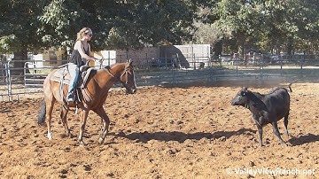 Peptos Playin CD - working cows! - ValleyViewRanch.net