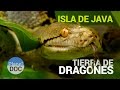Isla de Java [Indonesia]. Tierra de Dragones | Naturaleza - Planet Doc
