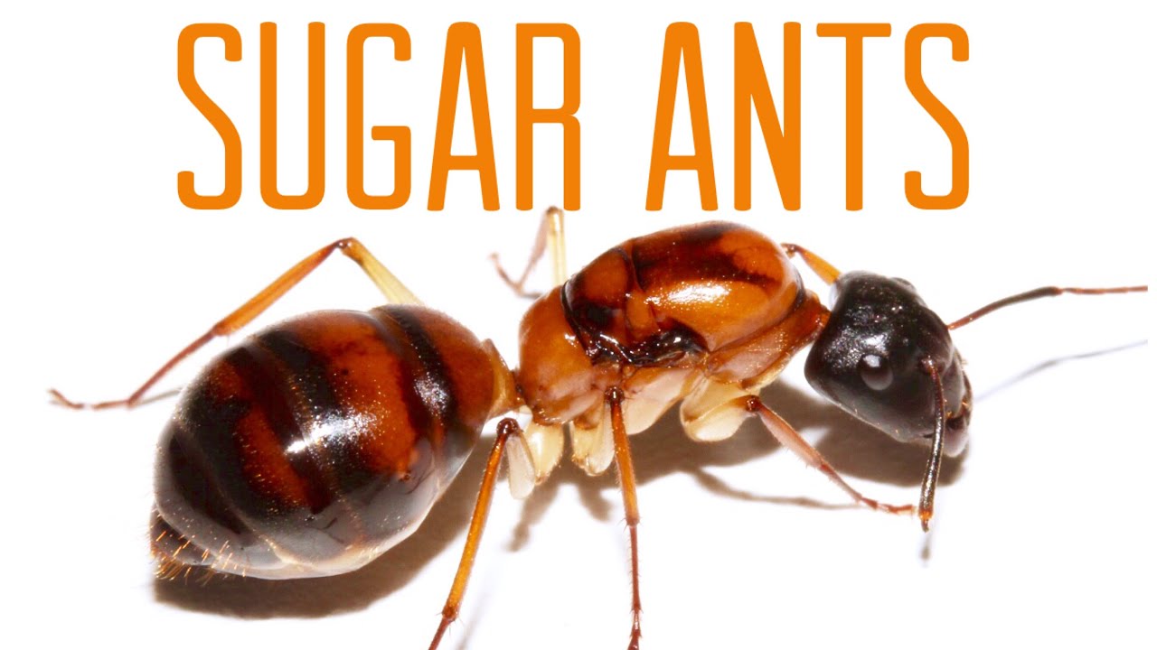 Sugar Ants - (Part 1) - YouTube