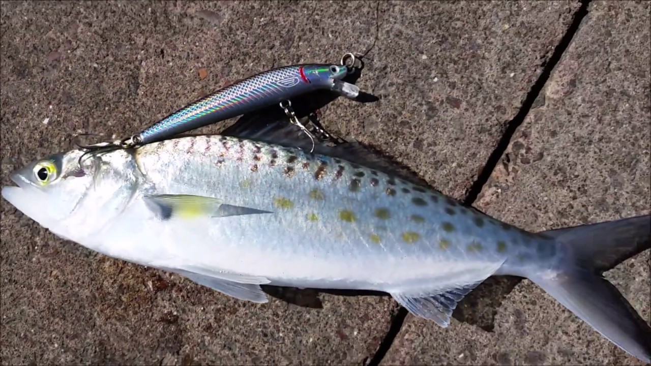 NZ Basic Fishing, Jetty