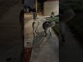 Big dogs