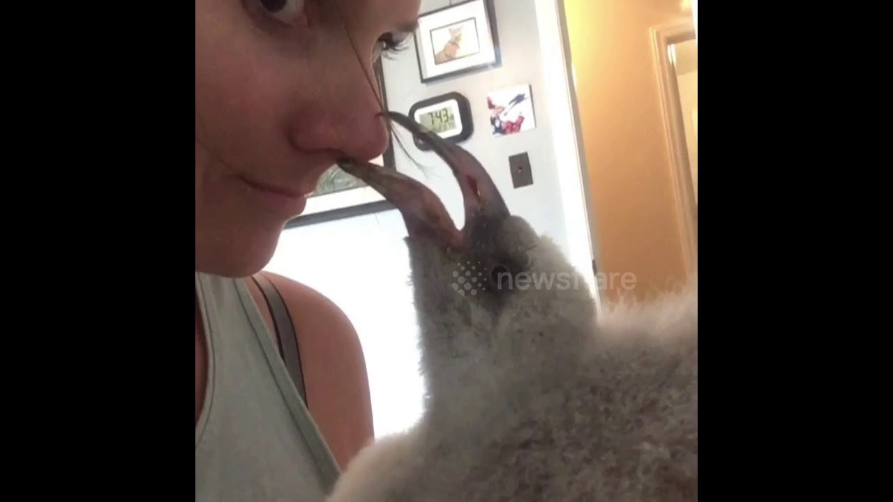 camera iphone 8 plus apk Impatient Flamingo Chick Demands Food