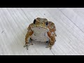 秋だからたくさん食べてるのかと思ったけどよく考えたら違った