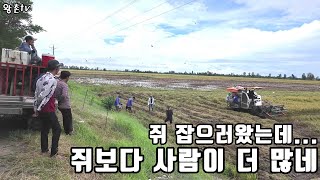 쥐를잡자 쥐를잡자 찍~찍찍~! (kiengiangtv)