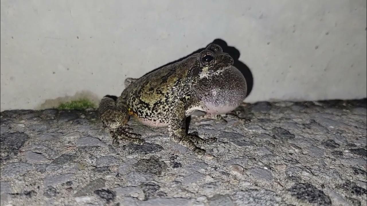 Gray Tree Frog Mating Call (Dryophytes versicolor) YouTube