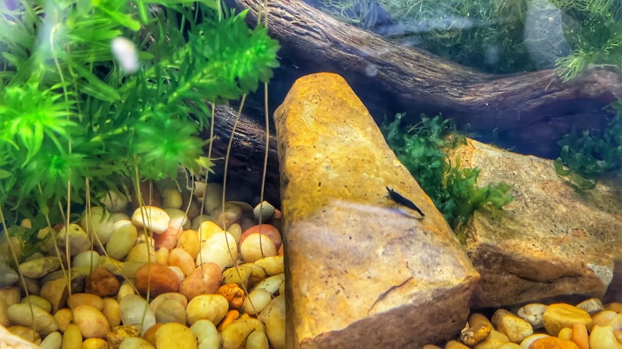 Creating a Fast Growing Anacharis Aquarium for Your Neocaridian Shrimp Tank.