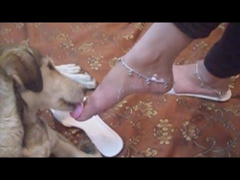 Dog licking feet of woman